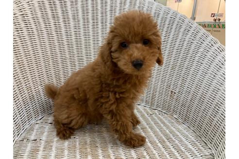 成約済の北海道のトイプードル-133992の12枚目