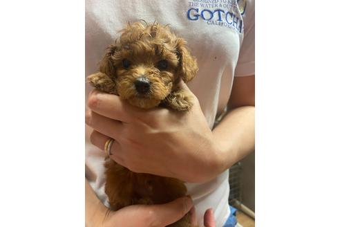 成約済の静岡県のタイニープードル-136285の1枚目