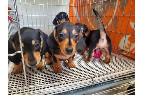 成約済の愛知県のミニチュアダックスフンド(スムースヘアード)-138255の1枚目