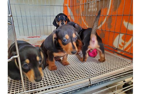 成約済の愛知県のミニチュアダックスフンド(スムースヘアード)-138255の4枚目