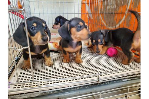 成約済の愛知県のミニチュアダックスフンド(スムースヘアード)-138255の2枚目