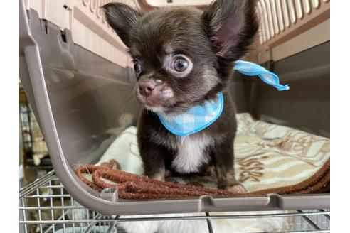 成約済の愛媛県のチワワ(ロングコート)-138269の1枚目