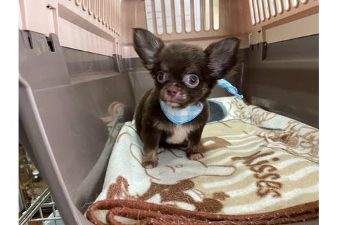 成約済の愛媛県のチワワ(ロングコート)-138269の4枚目