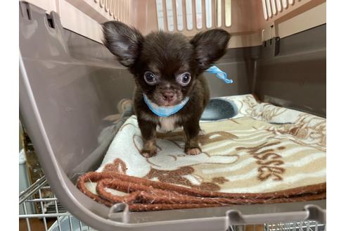 成約済の愛媛県のチワワ(ロングコート)-138269の2枚目