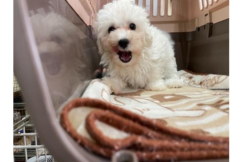 成約済の愛媛県のマルプー:マルチーズ×トイプードル-138282の3枚目