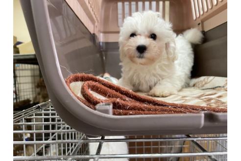 成約済の愛媛県のマルプー:マルチーズ×トイプードル-138282の1枚目