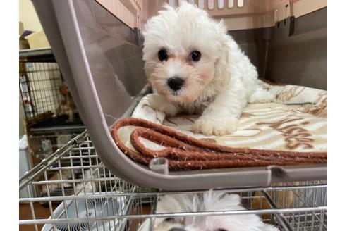 成約済の愛媛県のマルプー:マルチーズ×トイプードル-138282の2枚目