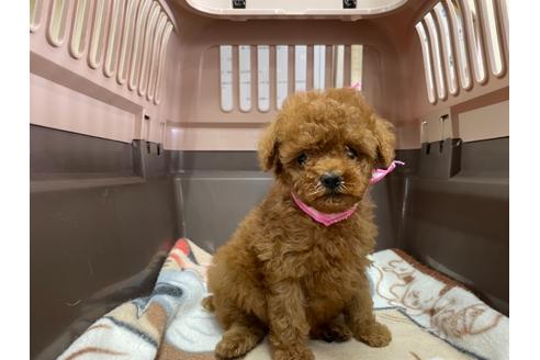 成約済の愛媛県のティーカッププードル-138287の5枚目