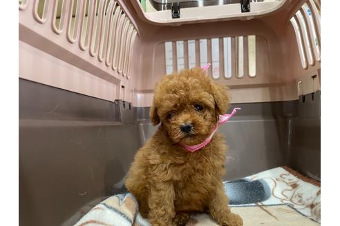 成約済の愛媛県のティーカッププードル-138287の3枚目