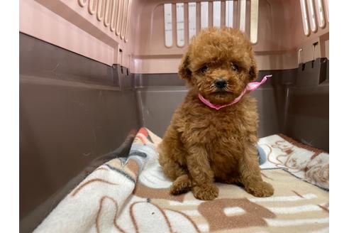 成約済の愛媛県のティーカッププードル-138287の4枚目