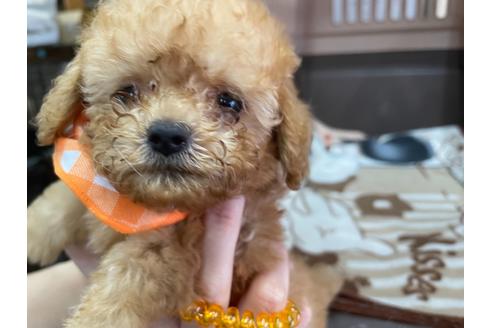 成約済の愛媛県のティーカッププードル-138302の3枚目