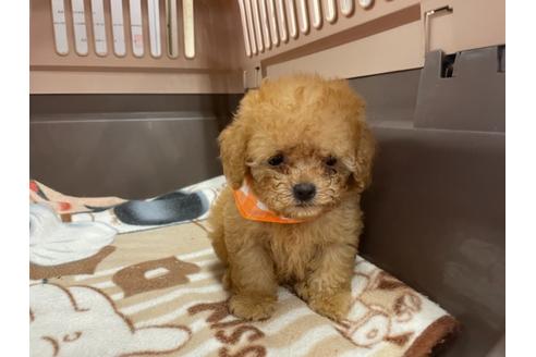 成約済の愛媛県のティーカッププードル-138302の4枚目