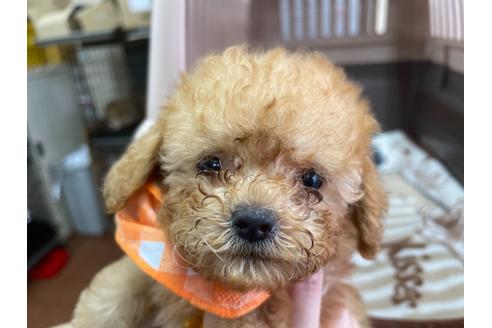 成約済の愛媛県のティーカッププードル-138302の5枚目
