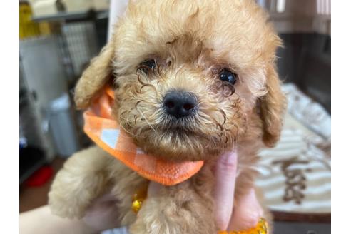 成約済の愛媛県のティーカッププードル-138302の6枚目