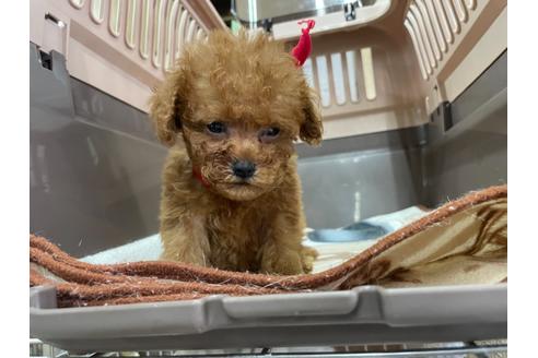 成約済の愛媛県のティーカッププードル-138304の6枚目