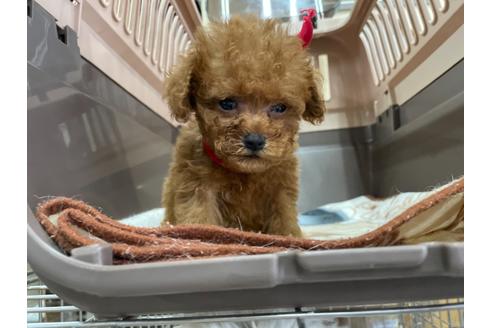 成約済の愛媛県のティーカッププードル-138304の4枚目