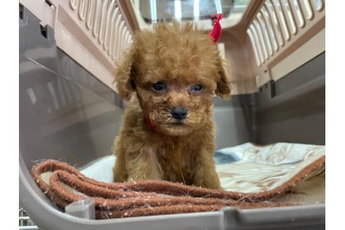 成約済の愛媛県のティーカッププードル-138304の5枚目