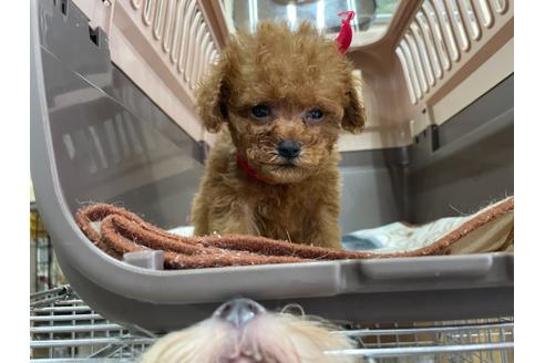 成約済の愛媛県のティーカッププードル-138304の3枚目