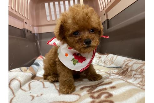 成約済の愛媛県のティーカッププードル-138306の3枚目