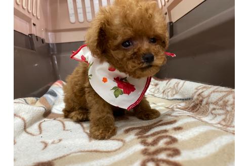 成約済の愛媛県のティーカッププードル-138306の4枚目