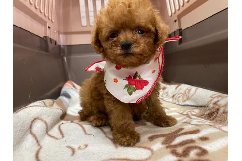 成約済の愛媛県のティーカッププードル-138306