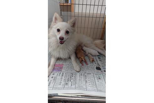 成約済の山梨県のポメラニアン-138308の2枚目
