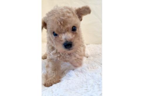 成約済の東京都のミックス犬-134959の13枚目