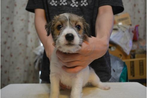 成約済の栃木県のジャックラッセルテリア-138349の1枚目