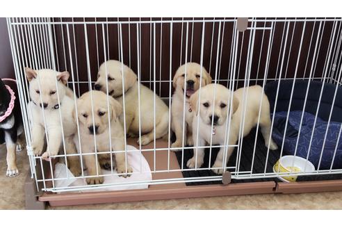 成約済の山口県のミックス犬-132182