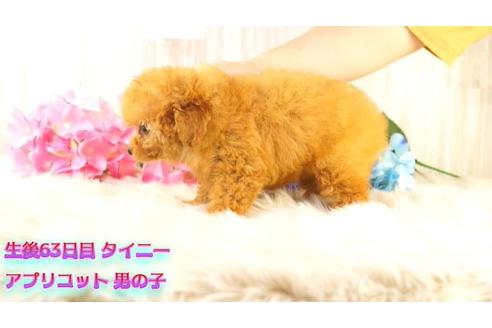 香川県のタイニープードル 男の子 21 04 24生まれ アプリコット 子犬id 1399 ブリーダーナビ