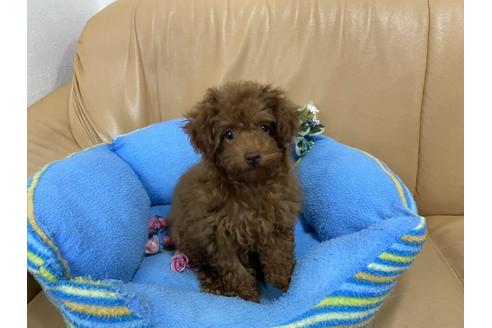 成約済の栃木県のトイプードル-138400の3枚目