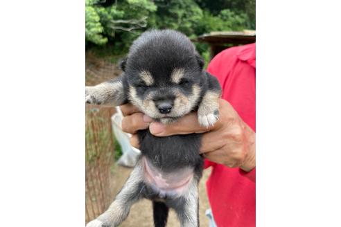 成約済の広島県の柴犬-138404の1枚目