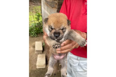 成約済の広島県の柴犬-138405の2枚目