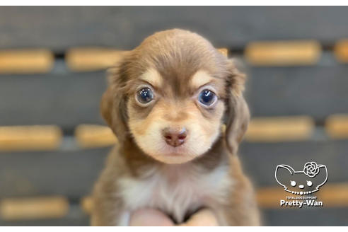 成約済の愛知県のチワックス:チワワ×ミニチュアダックスフンド-138408の1枚目