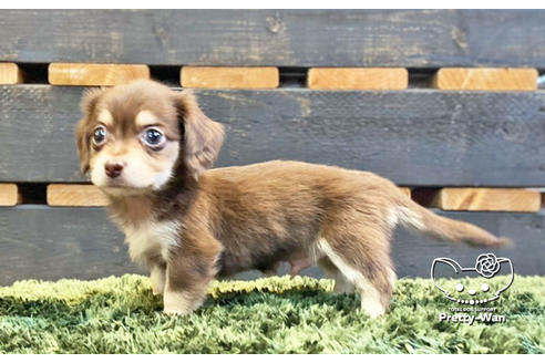 成約済の愛知県のチワックス:チワワ×ミニチュアダックスフンド-138408の3枚目