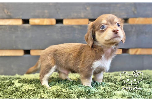 成約済の愛知県のチワックス:チワワ×ミニチュアダックスフンド-138408の2枚目