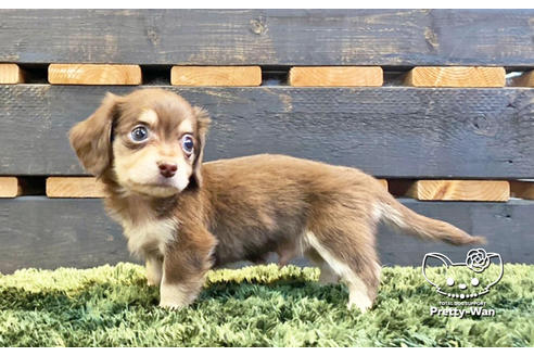 成約済の愛知県のチワックス:チワワ×ミニチュアダックスフンド-138408の4枚目