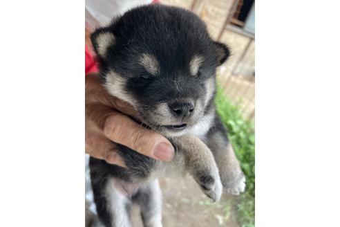 成約済の広島県の柴犬-135944の1枚目