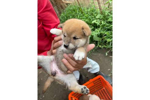 成約済の広島県の柴犬-136463の3枚目