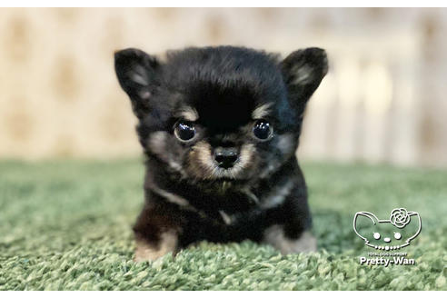 成約済の愛知県のチワワ(ロングコート)-138410の5枚目