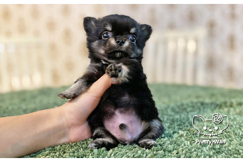 成約済の愛知県のチワワ(ロングコート)-138410の3枚目