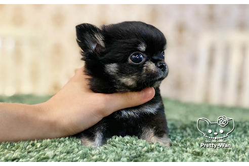 成約済の愛知県のチワワ(ロングコート)-138410の4枚目