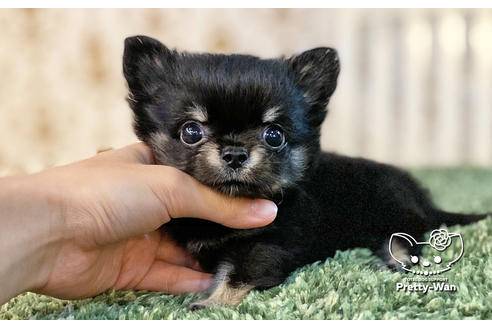 成約済の愛知県のチワワ(ロングコート)-138410の1枚目