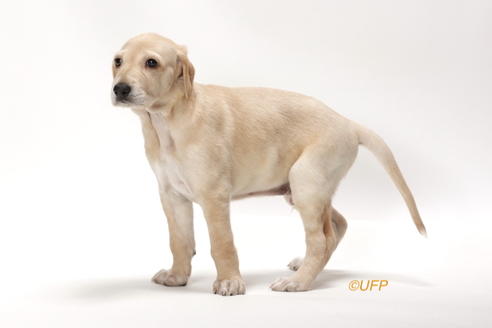 埼玉県のサルーキ 男の子 21 05 09生まれ スムースクリーム男の子 子犬id ブリーダーナビ