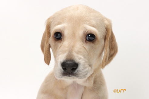 埼玉県のサルーキ 男の子 21 05 09生まれ スムースクリーム男の子 子犬id ブリーダーナビ