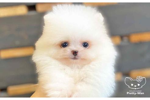 成約済の愛知県のポメラニアン-138414の11枚目