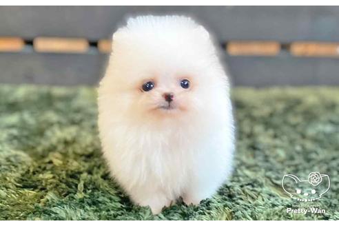 成約済の愛知県のポメラニアン-138414の6枚目