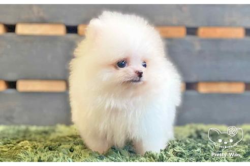 成約済の愛知県のポメラニアン-138414の7枚目