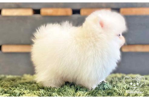 成約済の愛知県のポメラニアン-138414の8枚目