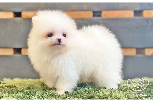 成約済の愛知県のポメラニアン-138414の9枚目